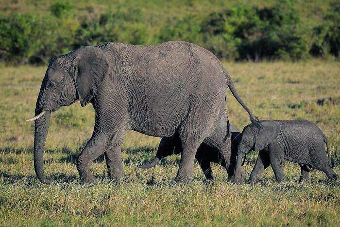 Mother elephant walking with two adorable babies in a grassy wildlife setting, showcasing wildlife photos of mothers and babies.