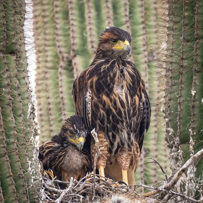 Wildlife photo of a mother bird and her baby perched together in a cactus, celebrating mothers and their babies.