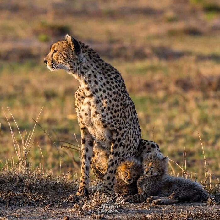 Cheetah mother sitting watchfully beside her two sleeping cubs in a natural wildlife setting during golden hour.