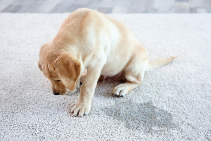 Yellow Labrador puppy looking guilty next to a wet stain on a light carpet, illustrating scary sounds heard by people at night.
