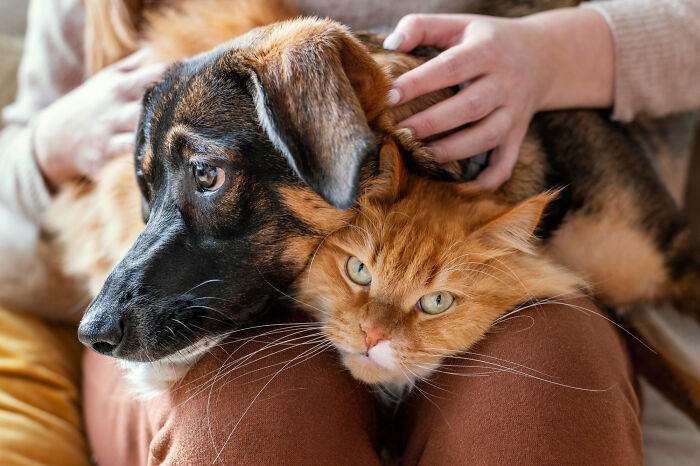 A person gently petting a dog and a cat, showing comfort and care in a cozy indoor setting.