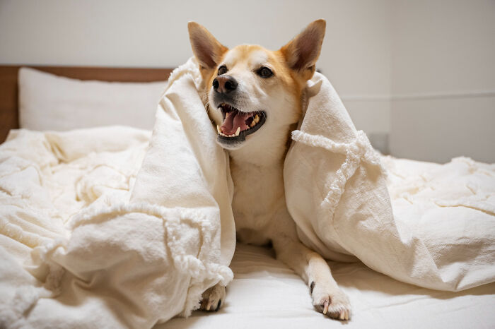 Dog peeking out from under a white blanket on a bed, capturing the essence of scary sounds heard by people at night.