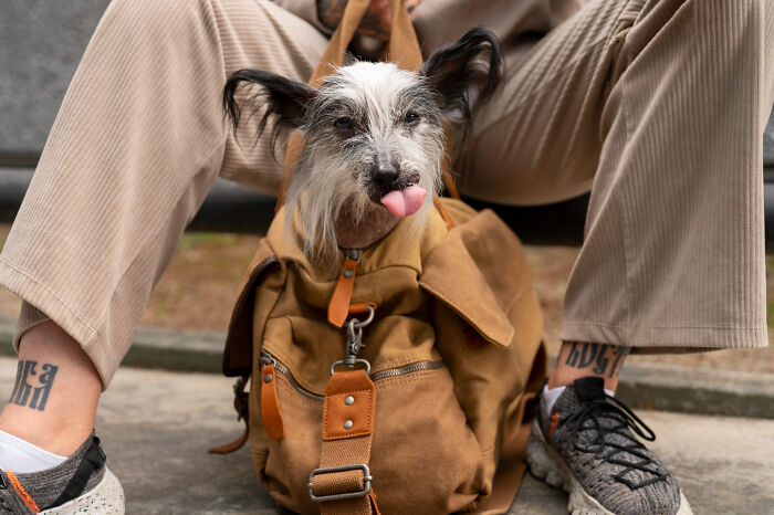 Small dog sitting confidently in a brown backpack between legs of a person wearing beige pants and sneakers.