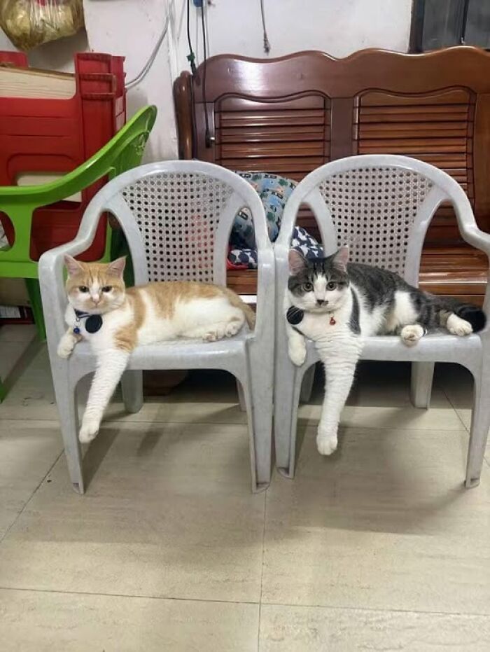 Two adorable cats lounging with front paws hanging off white plastic chairs in a cozy home setting cat pics.