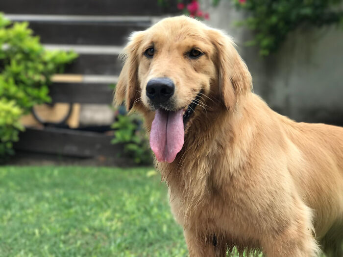 Golden retriever standing on grass with tongue out, related to employees skipping work day for insane reasons.