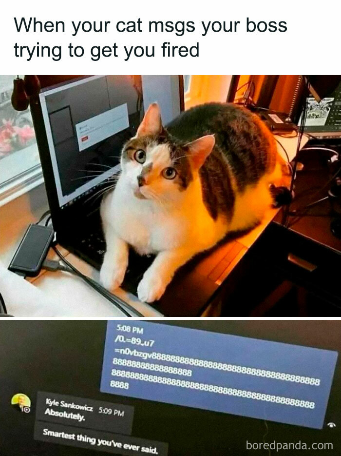 Cat lying on a laptop with funny chat messages, perfect introvert-worthy meme about pets and work life humor.