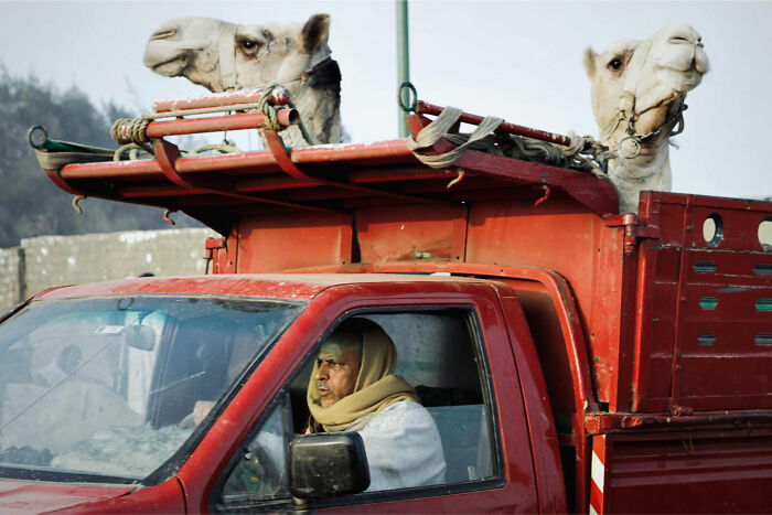 Man driving a red truck carrying two camels on top, showcasing candid everyday moments from Asia by Gil Kreslavsky.