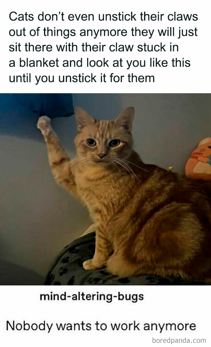 Cat stuck claw in a blanket looking for help, a funny meme reflecting chaos and laughter from random memes collection.