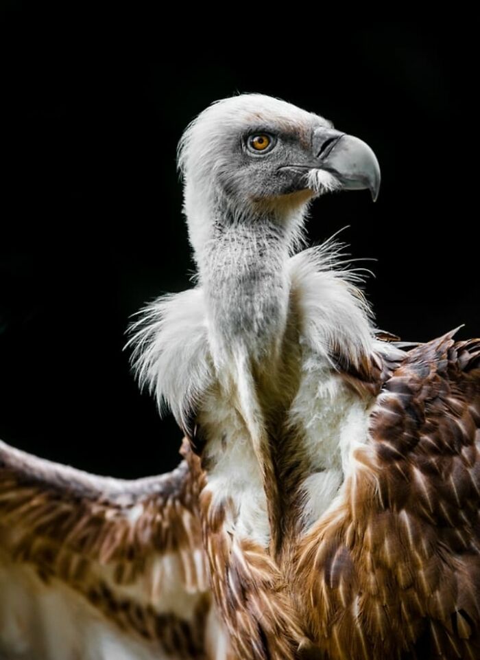 “From Skopje Zoo To The World: How My Wildlife Photos Captivated Global Media Without Ever Leaving Macedonia”