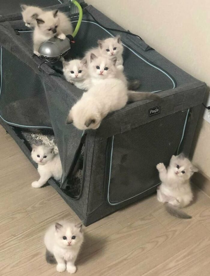 Seven adorable fluffy kittens playing around a gray cat playpen on a wooden floor in a cozy indoor setting