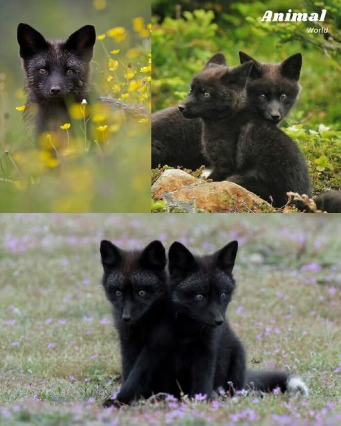 Three adorable unique and cute black foxes in natural settings, highlighting beautiful surprises found in nature.