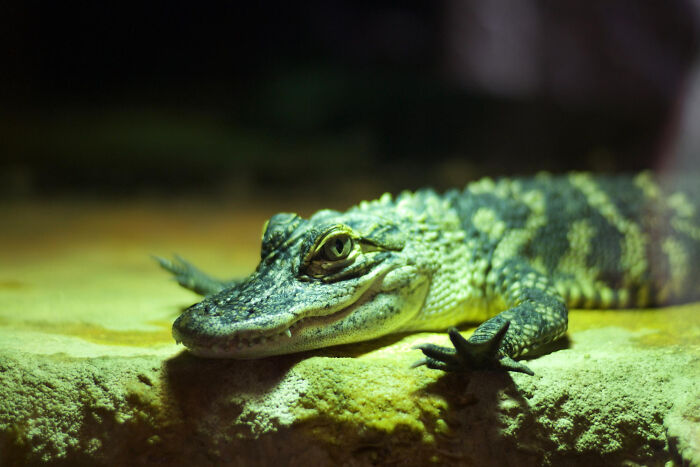 Close-up of a young alligator resting on a rock, capturing the eerie atmosphere of chilling true stories and scariest sounds.