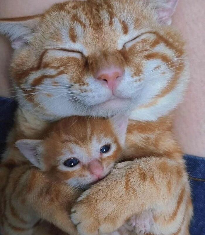 Orange tabby cat hugging a kitten with eyes closed showing adorable and wholesome cat bond and affection.