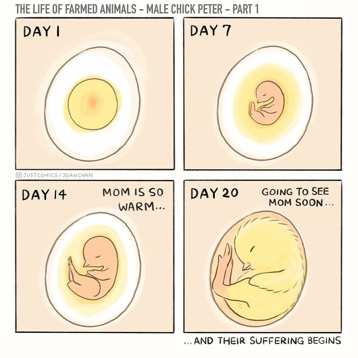 Illustration of a male chick named Peter in a comic exposing the sad reality of farmed animals on the planet.