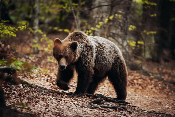 A large brown bear walking through a forest floor covered with leaves, evoking chilling true stories of scary sounds at night.