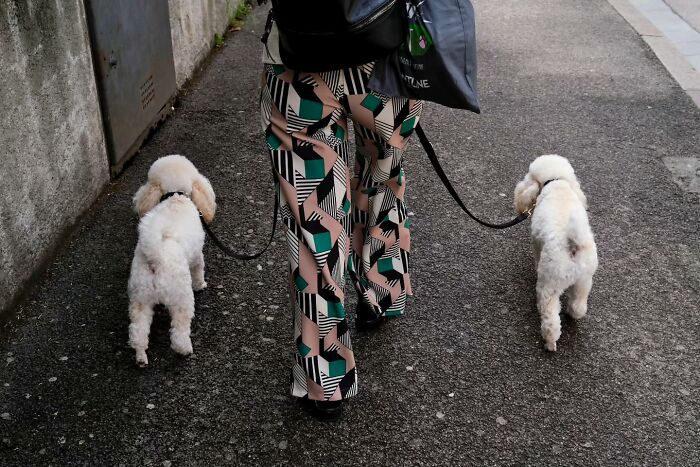 Person walking two small white dogs on a city street, capturing unseen unposed moments in everyday urban life.