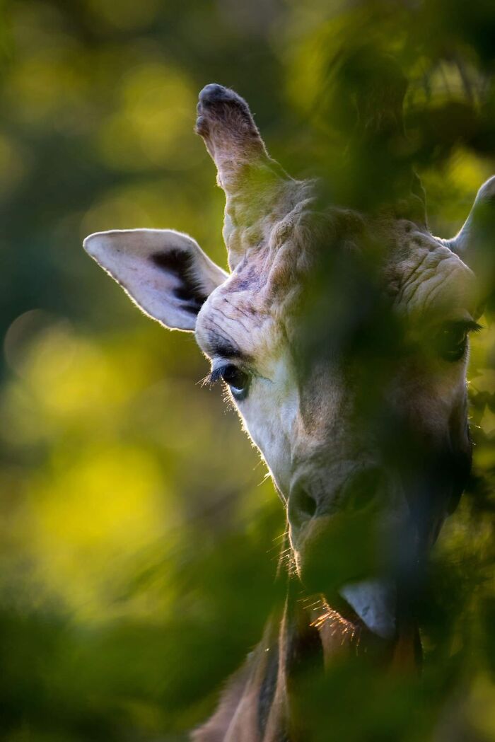 “From Skopje Zoo To The World: How My Wildlife Photos Captivated Global Media Without Ever Leaving Macedonia”