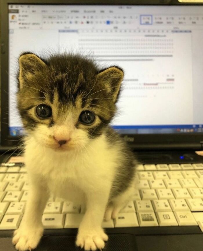 Adorable kitten with big eyes sitting on a laptop keyboard, showcasing cute and wholesome cat moments.
