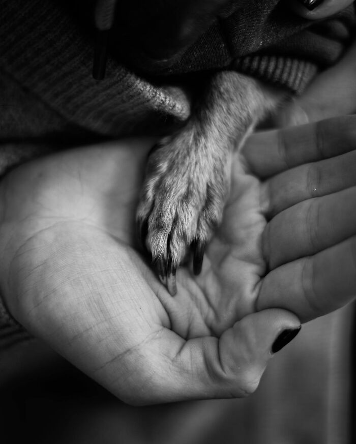 Woman gently holding and comforting her small dog, capturing touching final moments between pets and their humans in black and white.