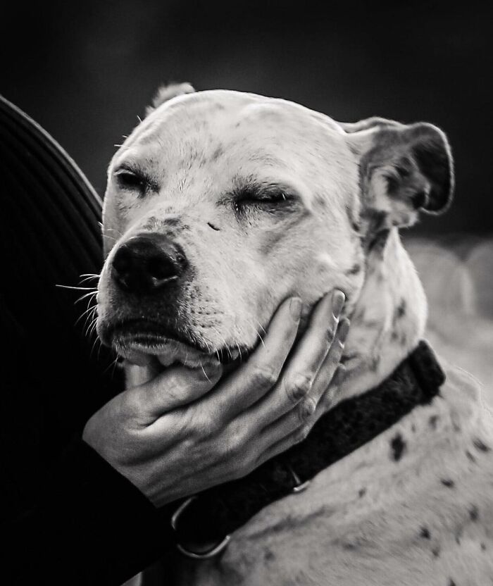 Couple sharing a tender moment with their dog, capturing touching final moments between pets and their humans outdoors.