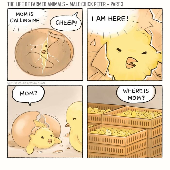 Illustration of a male chick named Peter in a comic exposing the sad reality of farmed animals on the planet.
