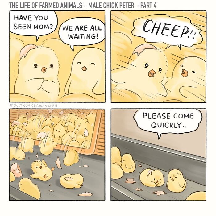 Illustration of a male chick named Peter in a comic exposing the sad reality of farmed animals on the planet.
