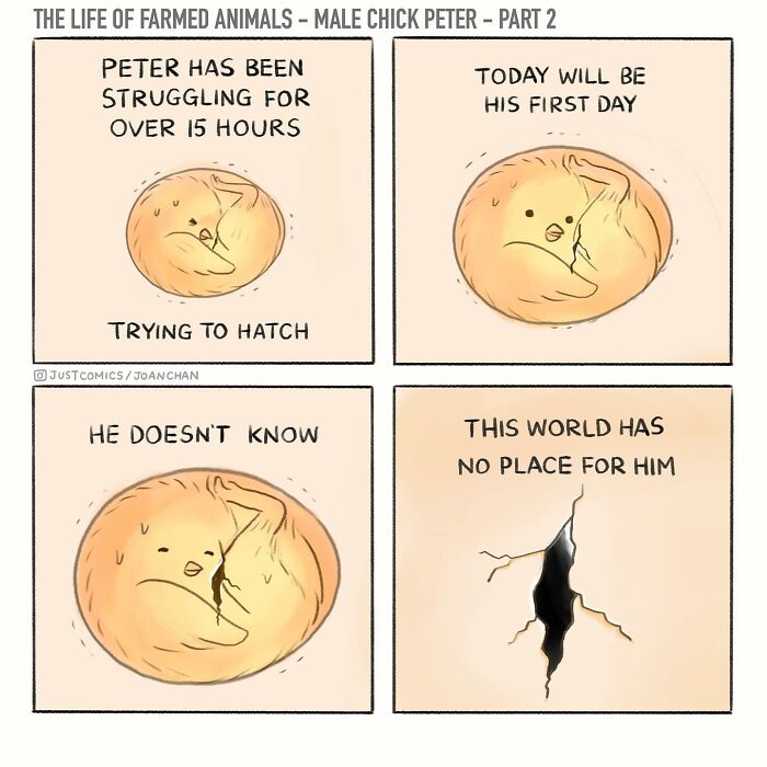 Illustration of a male chick named Peter in a comic exposing the sad reality of farmed animals on the planet.