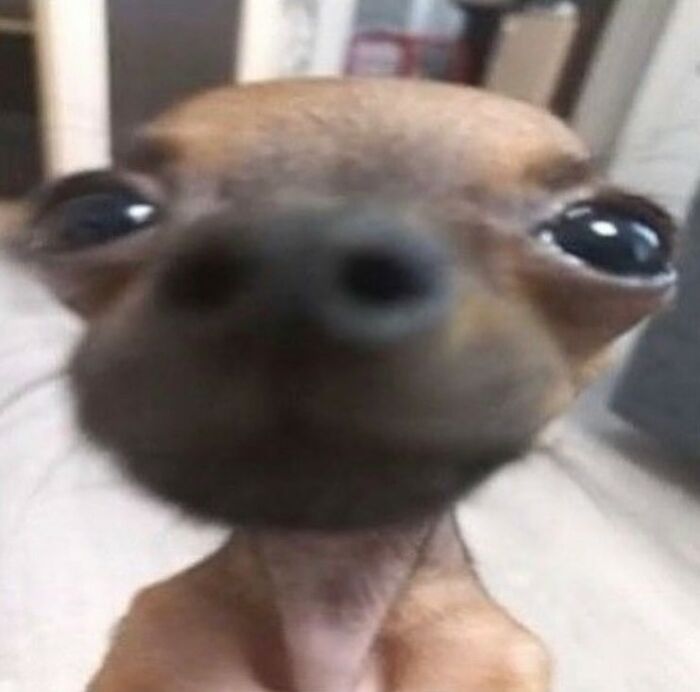 Close-up of a small dog with an exaggerated snout and wide eyes in a hilariously chaotic animal pic.