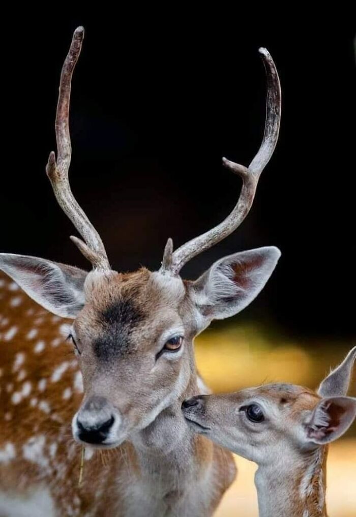 “From Skopje Zoo To The World: How My Wildlife Photos Captivated Global Media Without Ever Leaving Macedonia”