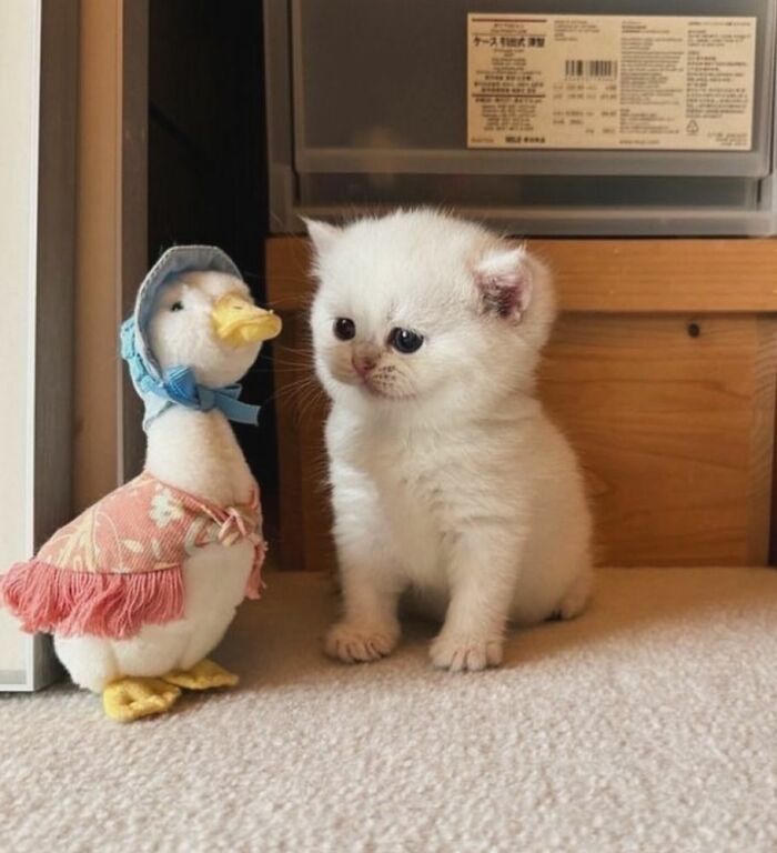 White kitten sitting on carpet looking at a dressed-up plush duck, capturing adorable cat pics and stories.