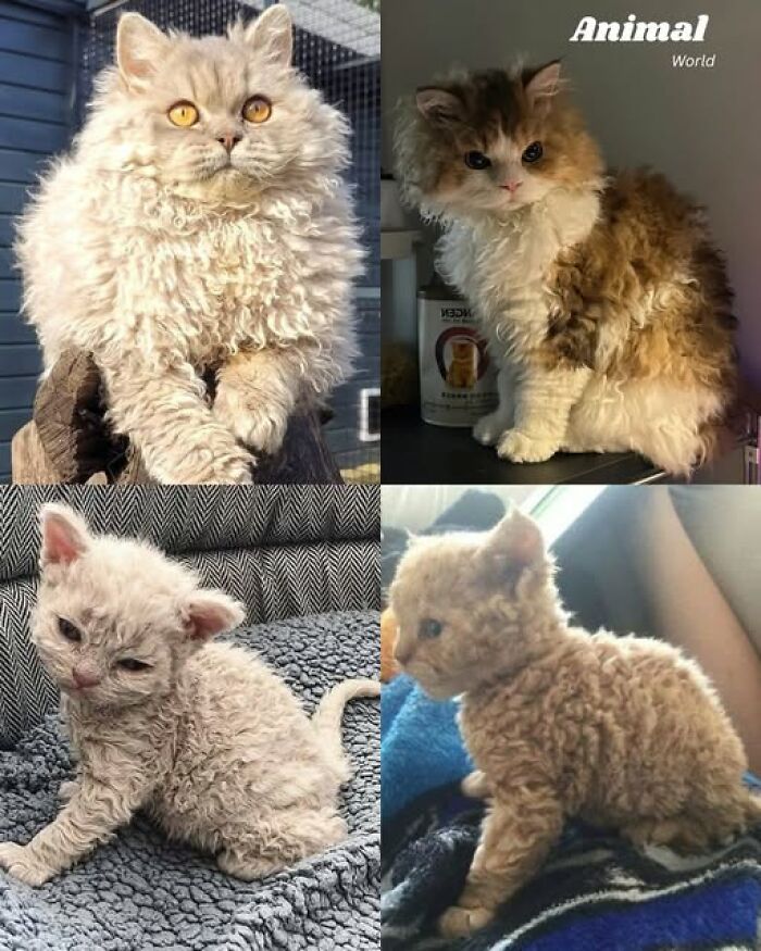 Four unique and cute curly-coated kittens showcasing nature's beautiful surprises and rare animal features.
