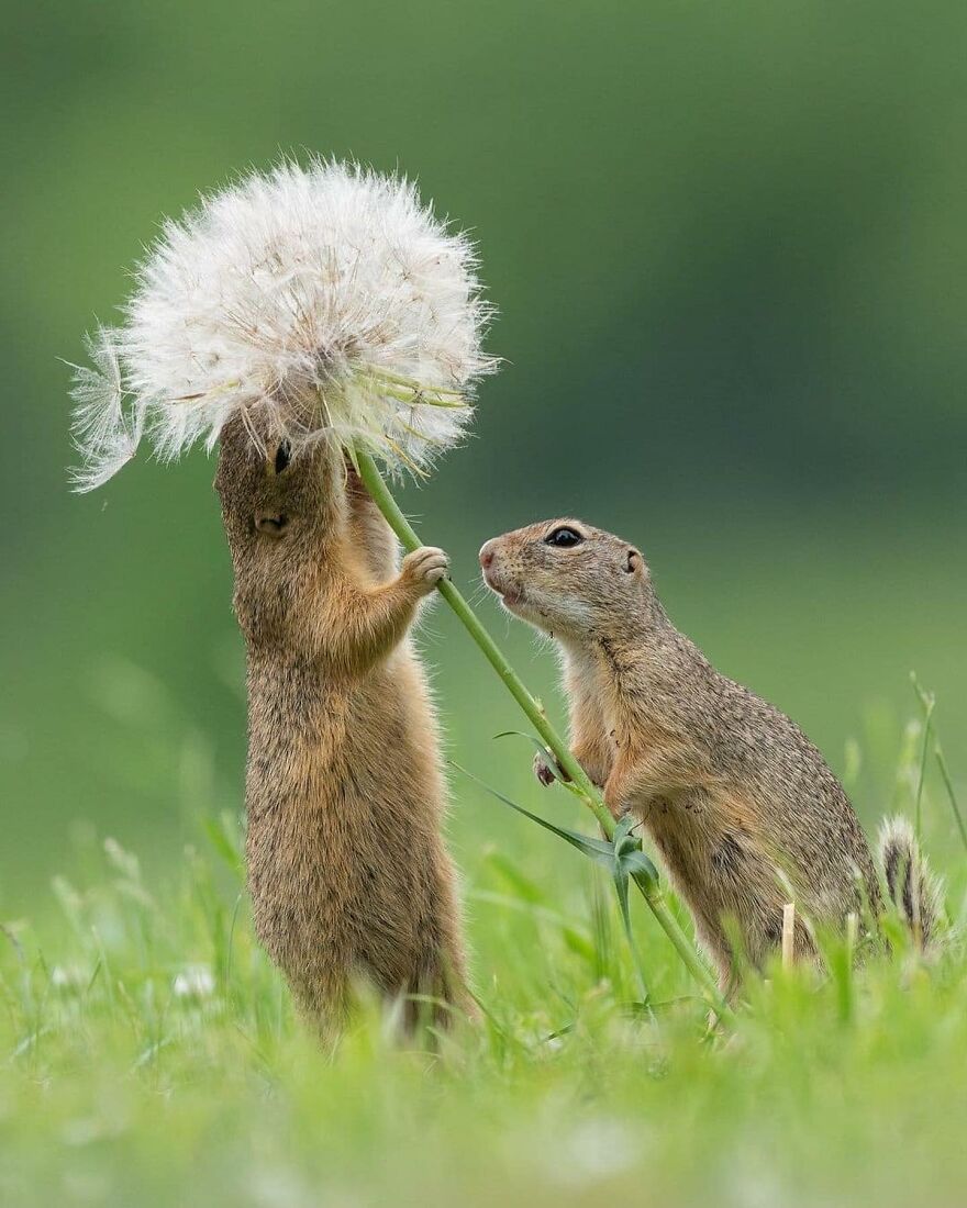Two adorable animals interacting with a large dandelion in a green grassy field on a bright day.