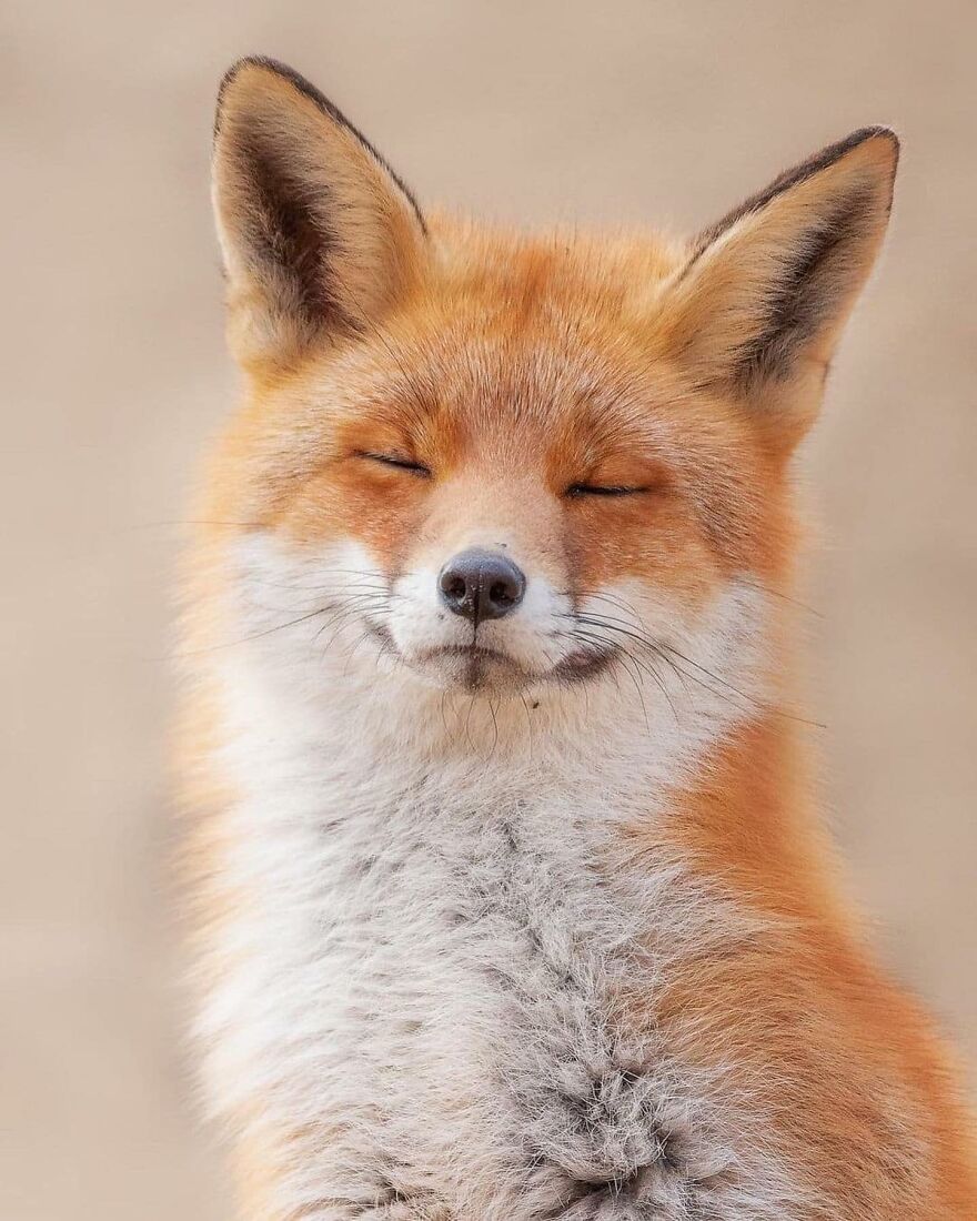 Smiling red fox with closed eyes showcasing adorable and beautiful animals that might brighten up your day.