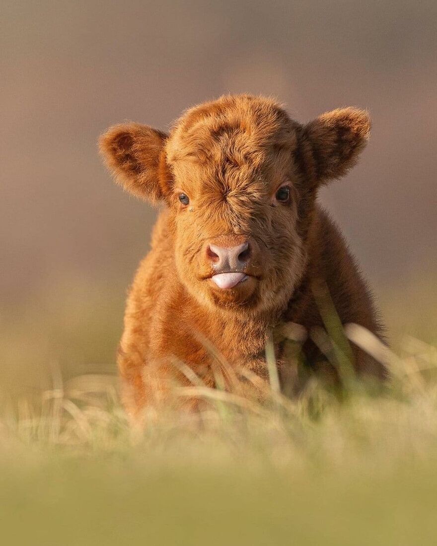 Fluffy baby animal sticking out its tongue, resting in grass, one of the adorable animals to brighten up your day.