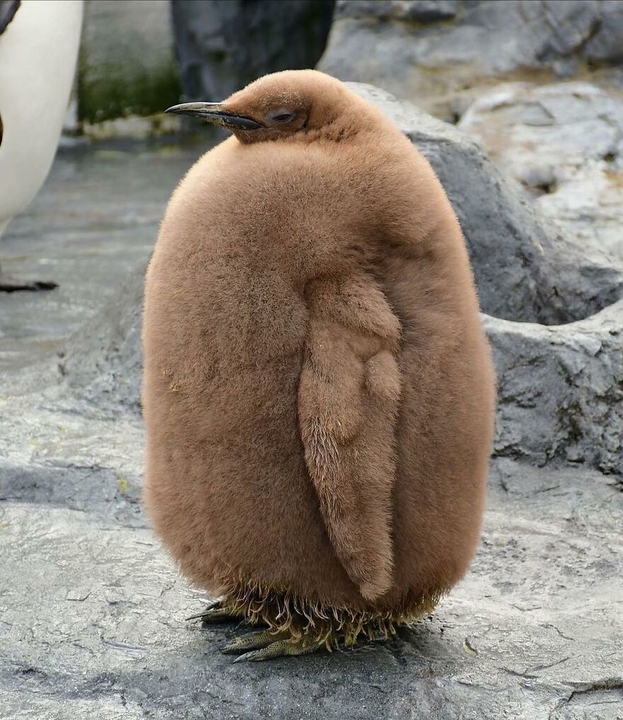 Fluffy adorable animal, a young penguin chick standing on rocky ground, showcasing beautiful natural fur.