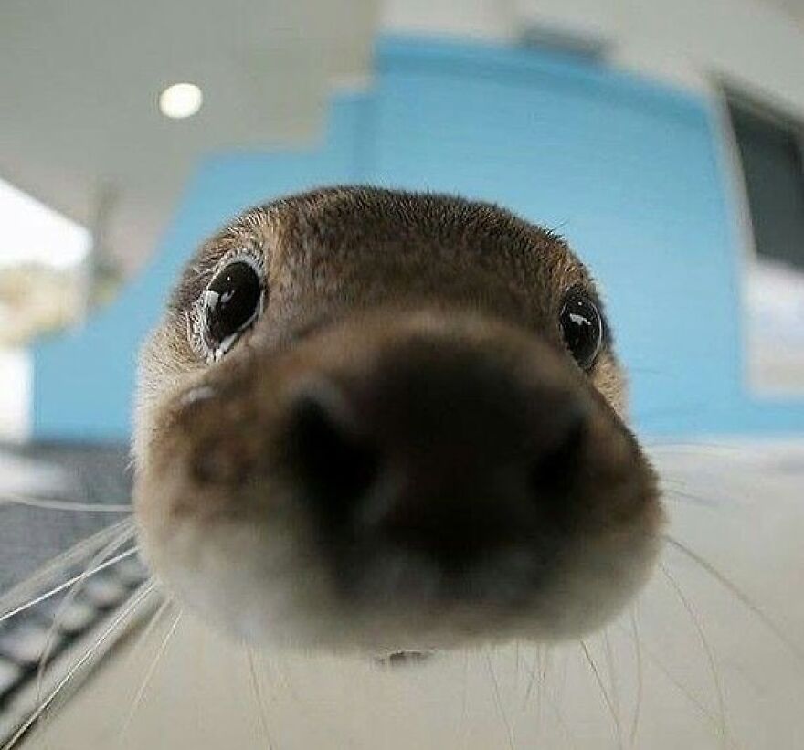 Close-up of an adorable animal with big eyes and whiskers, capturing the charm of beautiful animals that brighten your day.