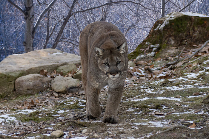 Mountain lion prowling through a wooded area, evoking chilling true stories of the scariest sounds heard by people at night.