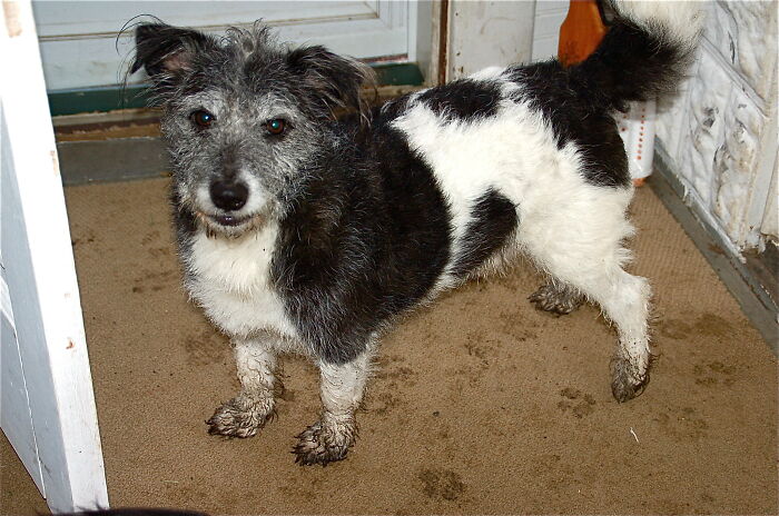 Small black and white dog with muddy paws standing indoors, highlighting some downsides of having a dog as a pet.