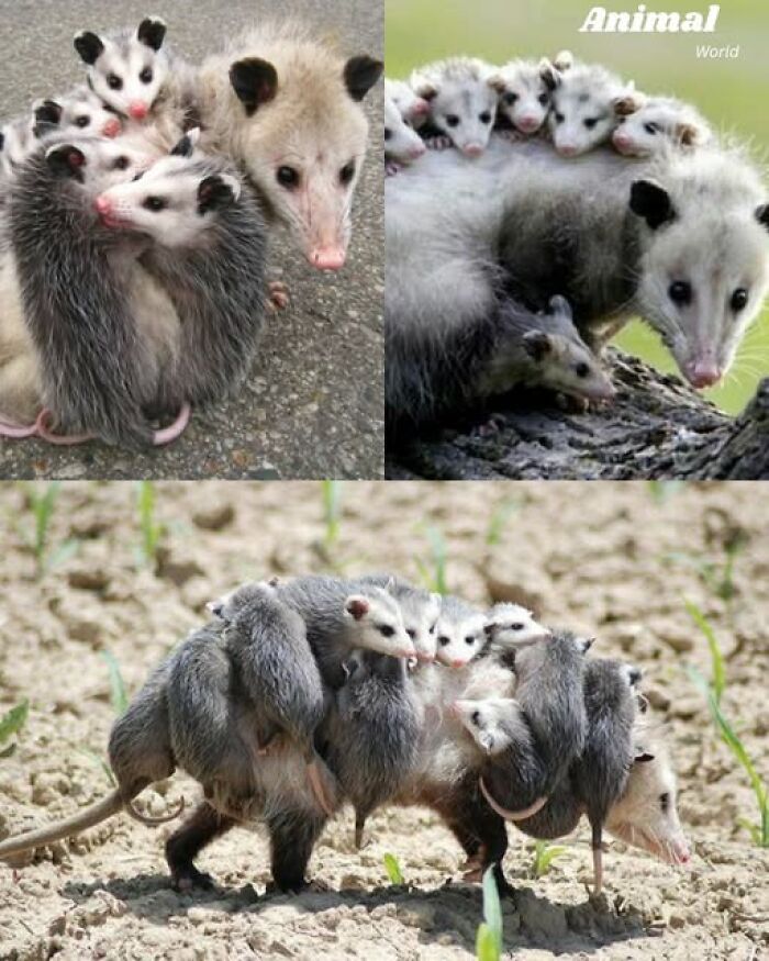 A mother opossum carrying multiple babies on her back, showcasing unique and cute creatures in nature.