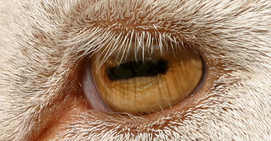 Close-up of an animal's eye and fur showcasing unique features illustrating fun facts about animals being total weirdos.