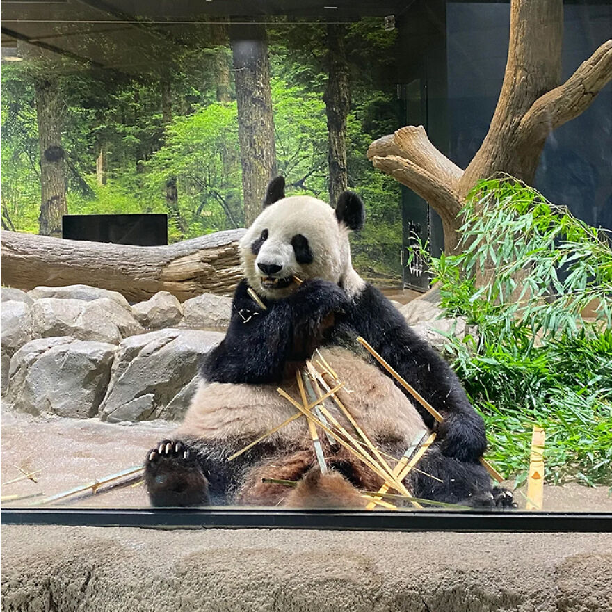 Giant panda sitting and chewing bamboo in a forest-like zoo enclosure showcasing animals being total weirdos.