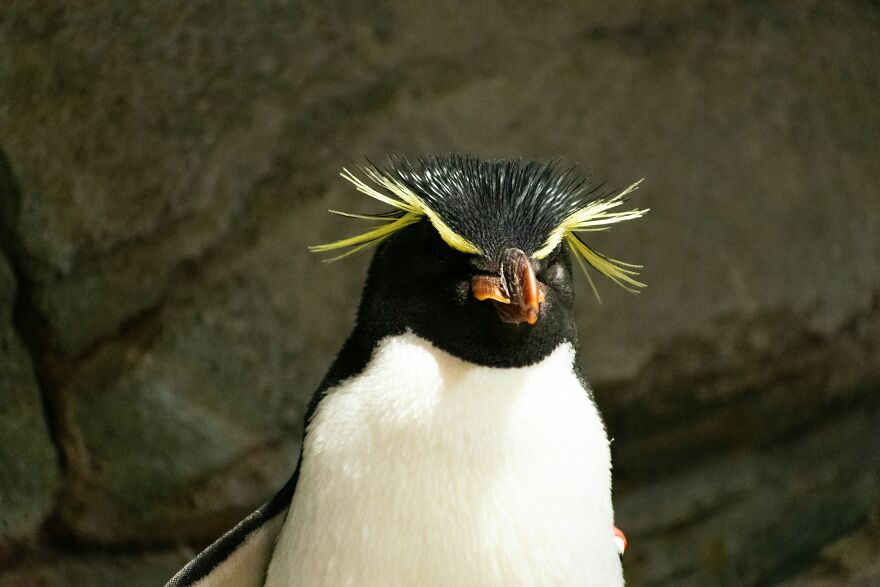 Yellow-crested penguin with unique feather patterns showcasing animals being total weirdos in their natural habitat.