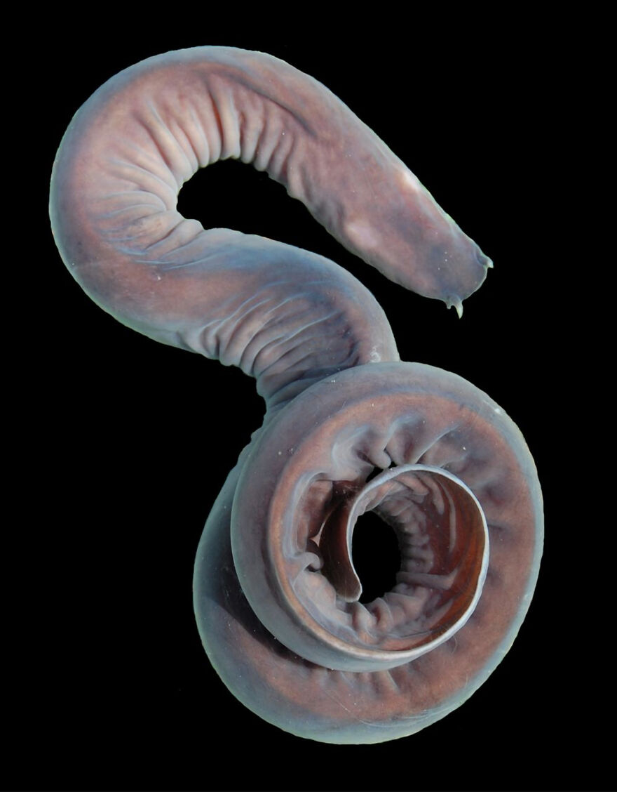 Unusual animal showing bizarre features, highlighting fun facts about animals being total weirdos in nature.