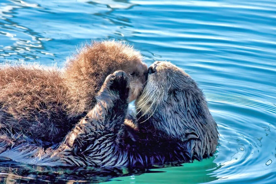 Otters floating in water with one otter holding and nuzzling the other showing fun facts about animals being weirdos.