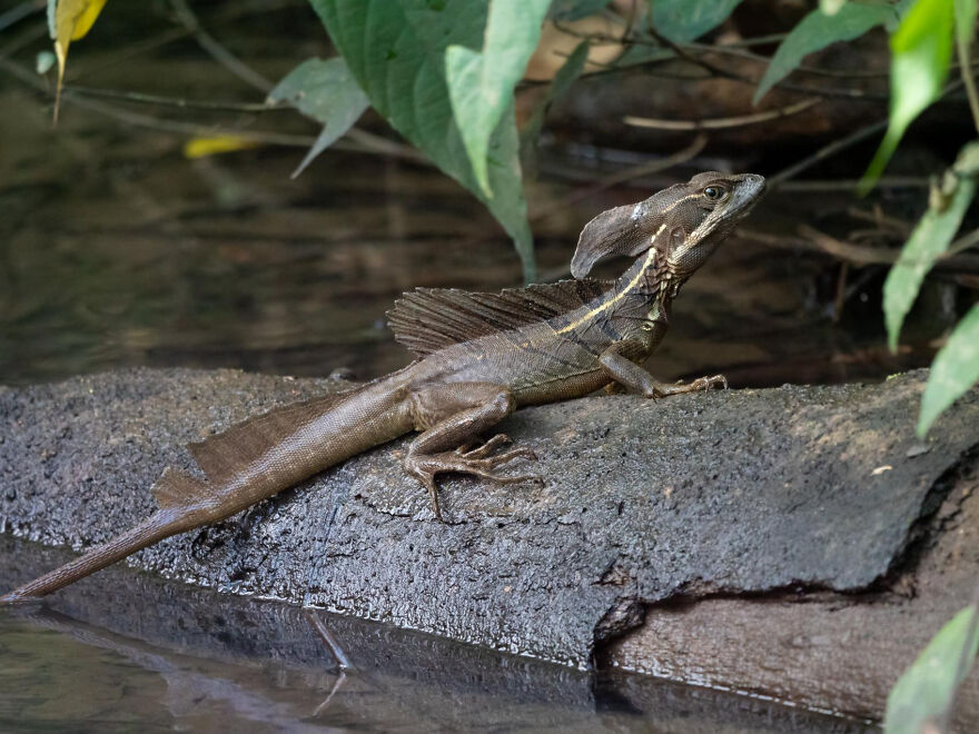 Lizard with unusual crest resting on a log by the water, showcasing unique traits of animals being total weirdos.