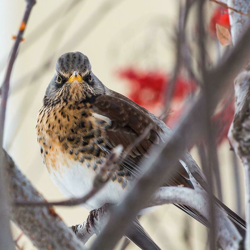 Close-up of a bird perched on a tree branch showing unique animal behavior for fun facts about animals being weirdos.