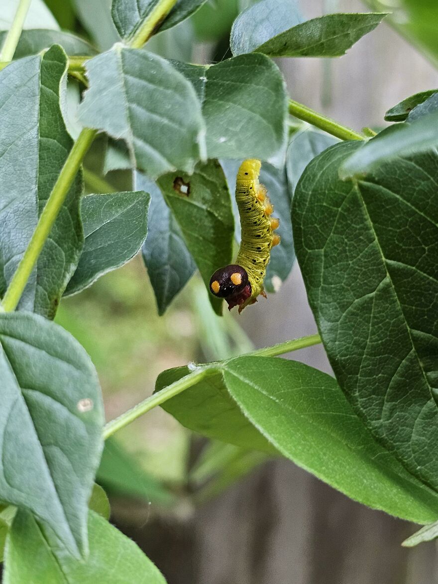 Green caterpillar with unusual head markings hanging from leafy branch, showcasing animals being total weirdos in nature.