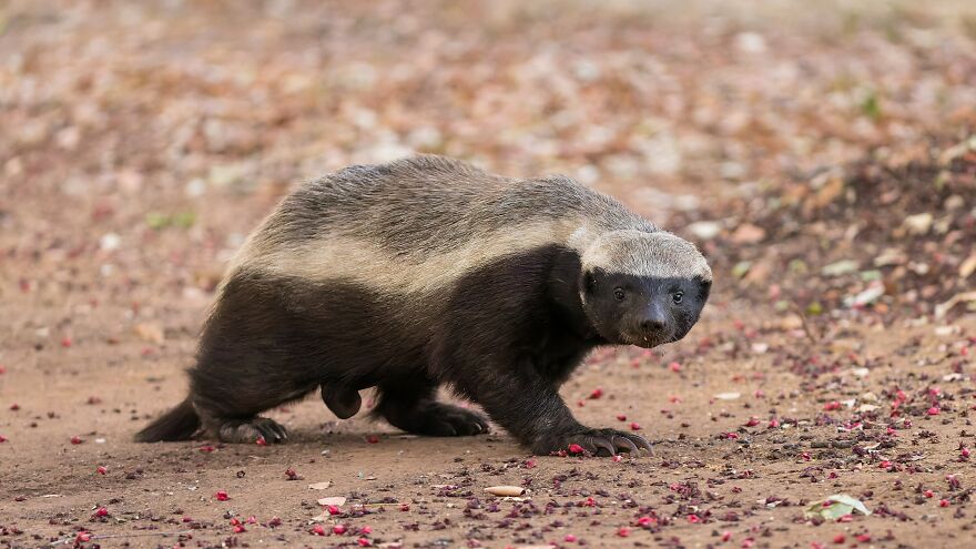 Honey badger walking on dirt ground, showcasing unique behavior and characteristics of animals being total weirdos.