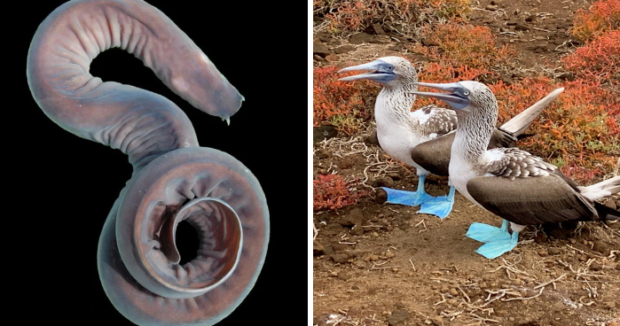 27 Unfiltered Fun Facts About Animals Being Total Weirdos