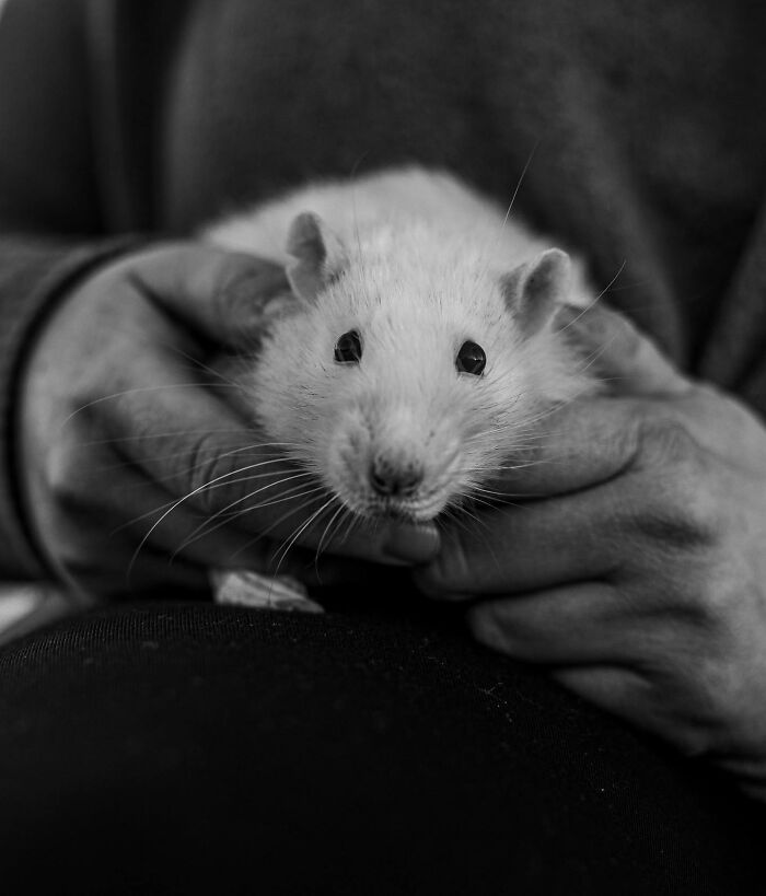 Woman gently holding and kissing her pet rat, capturing touching final moments between pets and their humans.